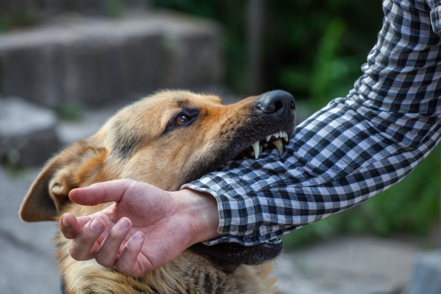 What should you do if attacked by a dog? Here are some tips