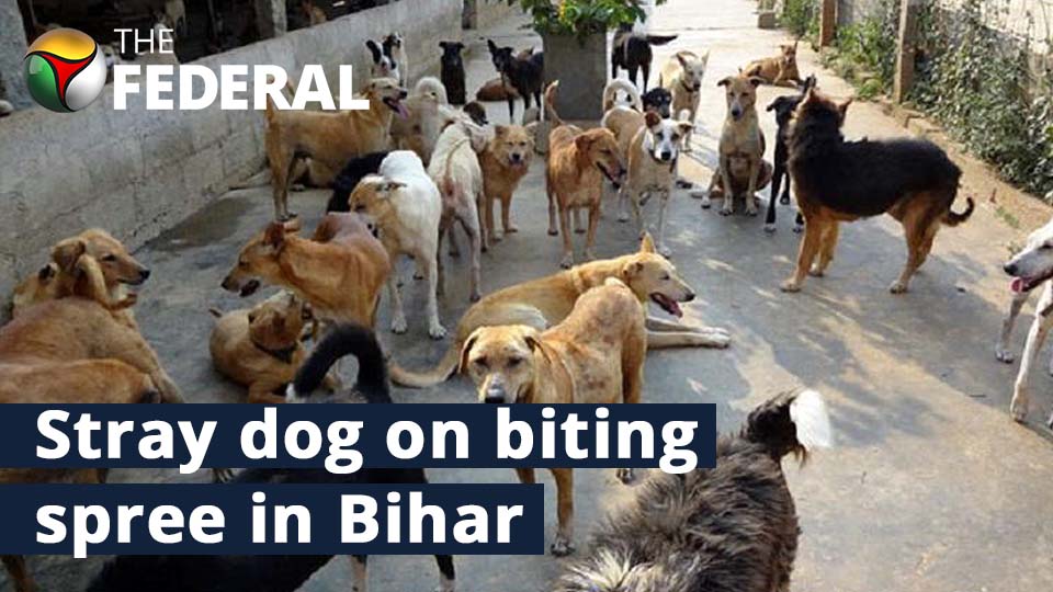 Stray dog attacks 80 people in Bihar’s Ara town