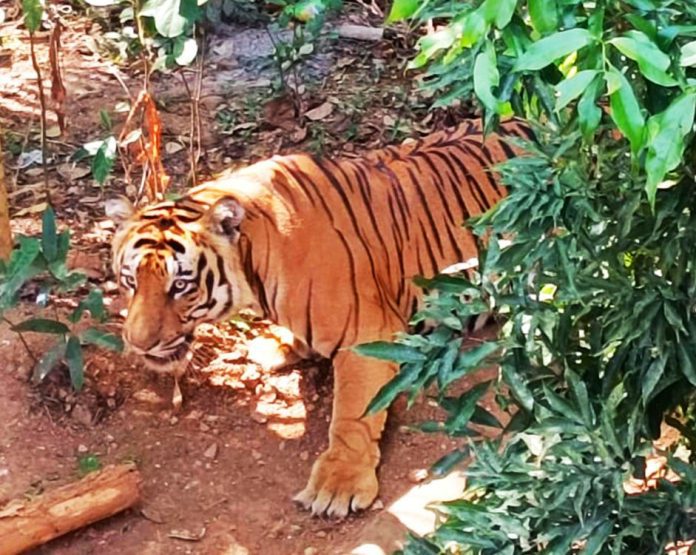 Bodies of Tigress, cub found