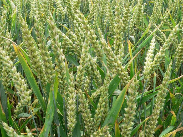 Jharkhand farmers face uncertainty as winter rain deficit hits Rabi crops