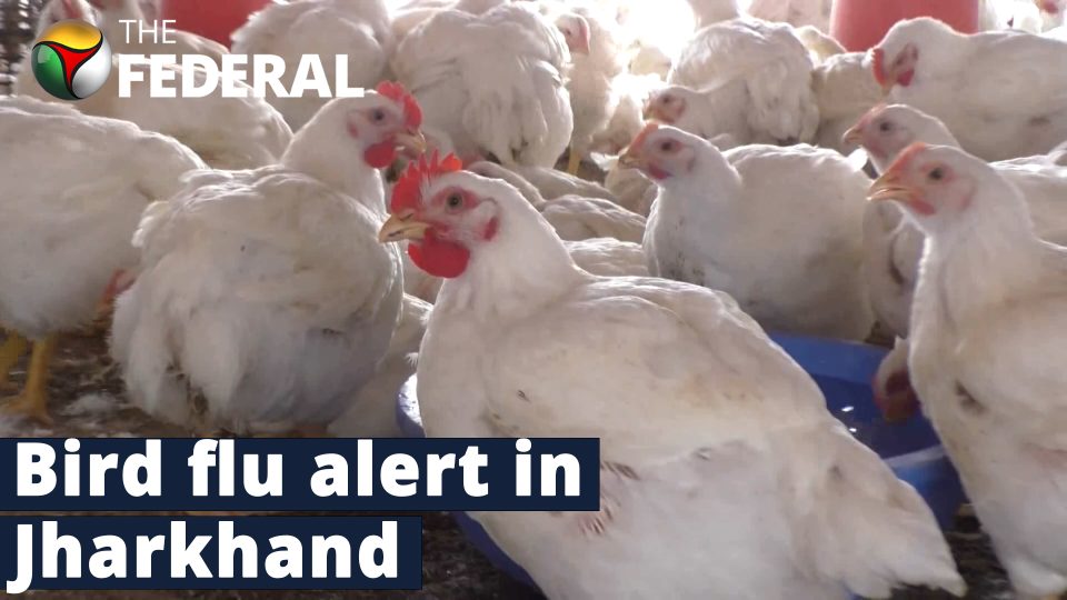 Bird flu alert in Jharkhand as over 400 Kadaknath chickens die in Bokaro