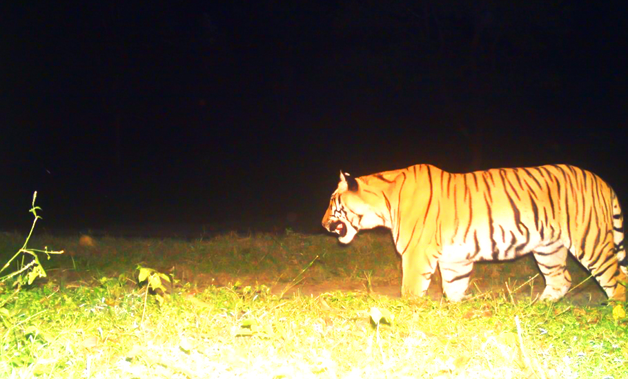 How Rajaji Tiger Reserve is roaring back to life in Uttarakhand