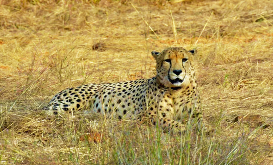 Another cheetah dies at Kuno National Park; death toll now touches 8 in four months