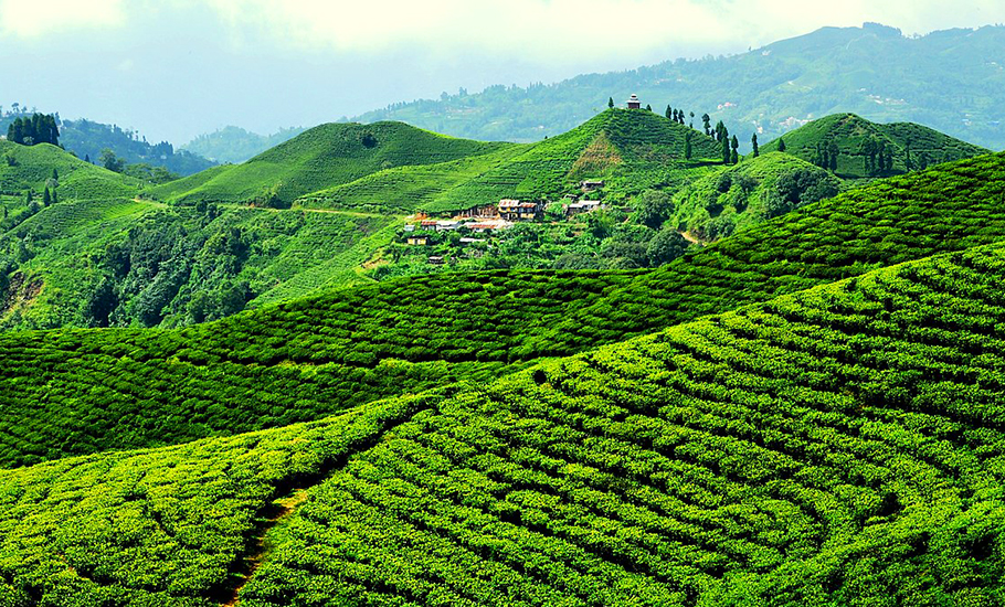 Your tea or mine? Why Nepal tea is ‘stronger’ than Darjeeling tea
