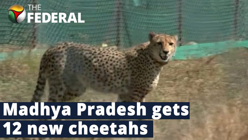 South African cheetahs relocated to India
