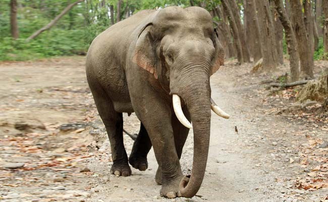 Jumbo kills 16 people in 12 days in Jharkhand amid spike in man-elephant conflict