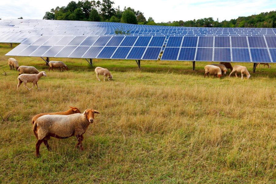Solar panels on agricultural land are suitable for wildlife habitat, says research