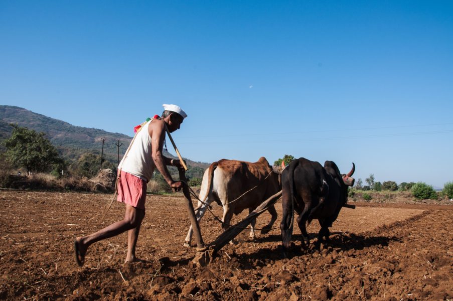 Why Maharashtra is reaping farmer distress with increased death by suicides