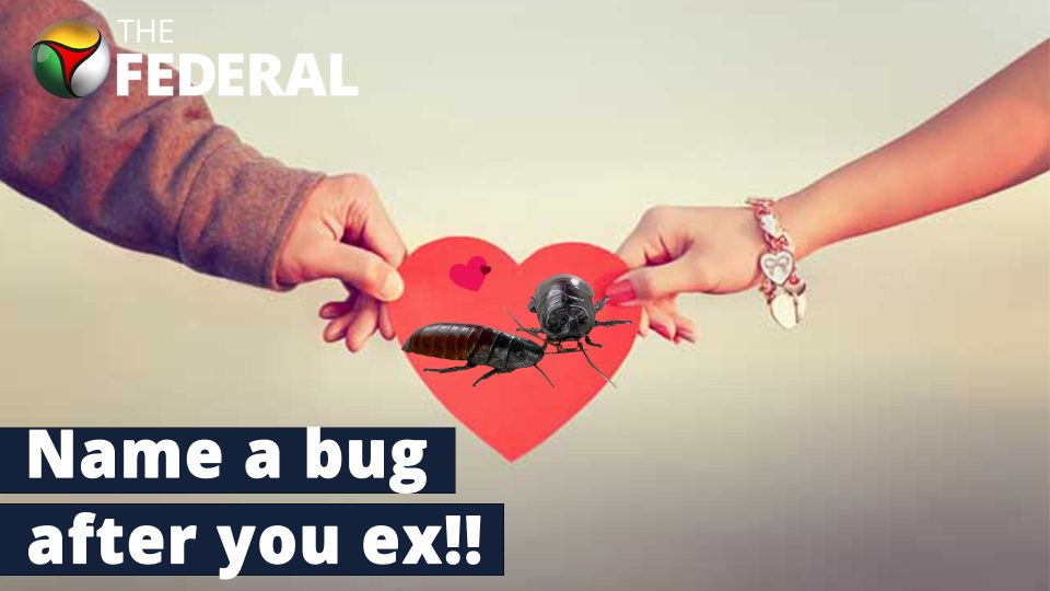 Name a bug after your ex and feed it to animals? | A unique Valentines Day story