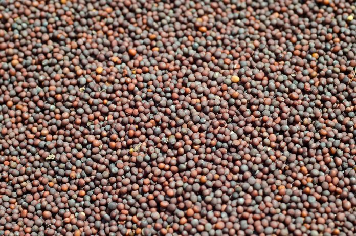 Mustard farmers demand govt aid and better market avenues amidst price crash