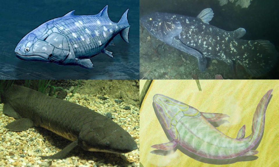 Bagaimana Ikan Berevolusi Untuk Berjalan – Dan Dalam Satu Kasus, Berubah Menjadi Manusia