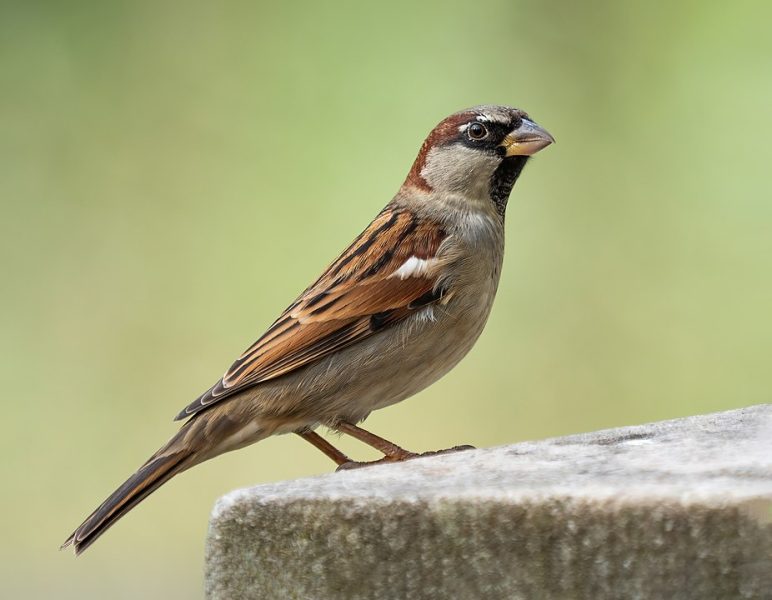 world-sparrow-day-experts-hope-for-tiny-bird-s-return-to-delhi-world