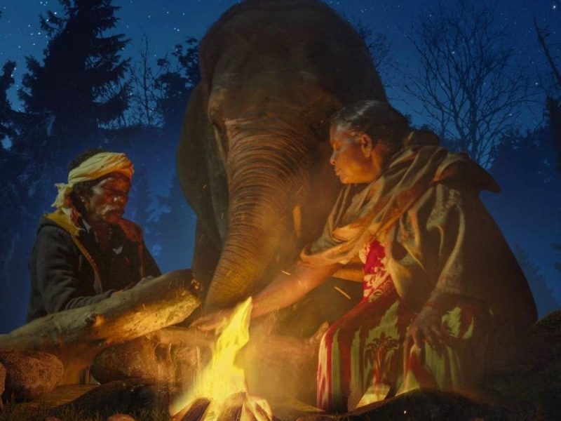 Elephants are like our children, says Belli of Oscar-winner ‘The Elephant Whisperers’
