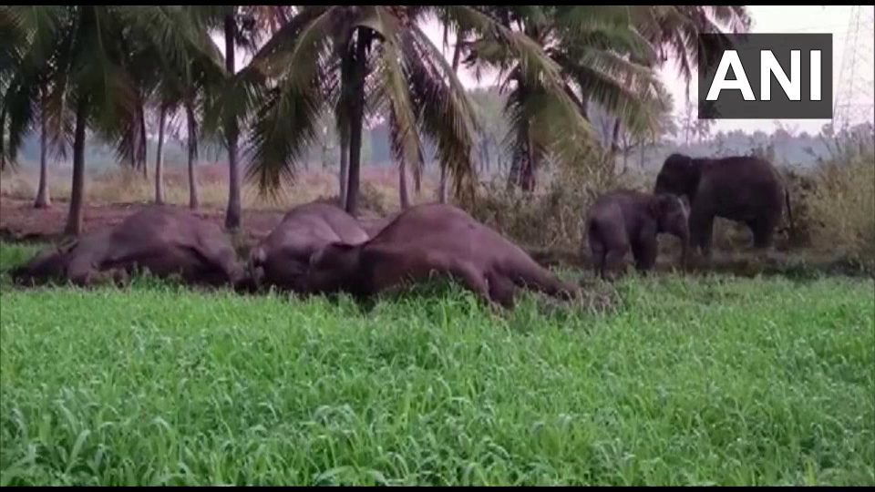 Dharmapuri elephant calves, electrocuted