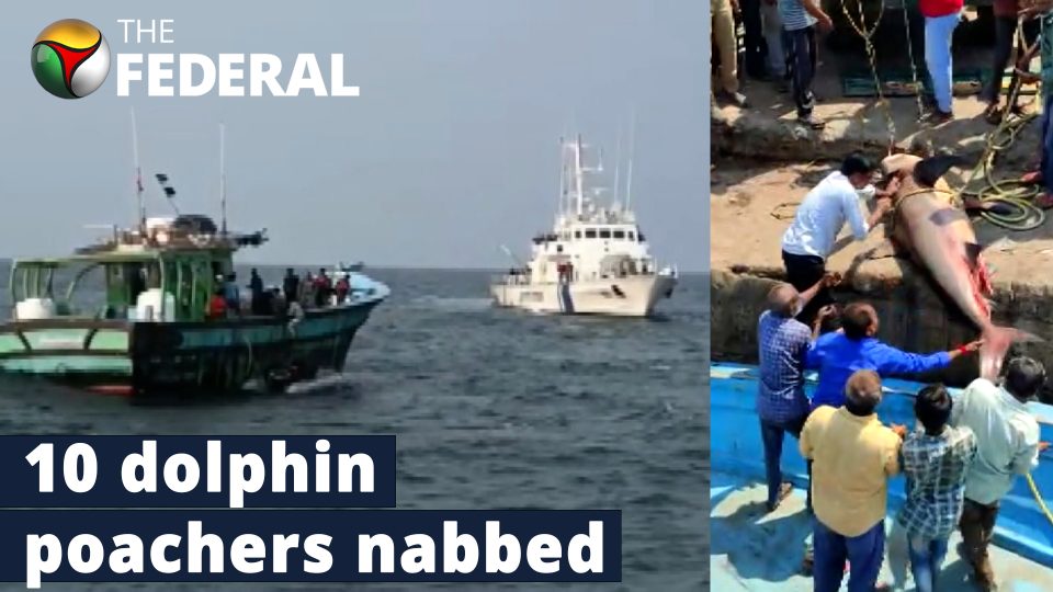 Dolphin poachers gang busted in Gujarat