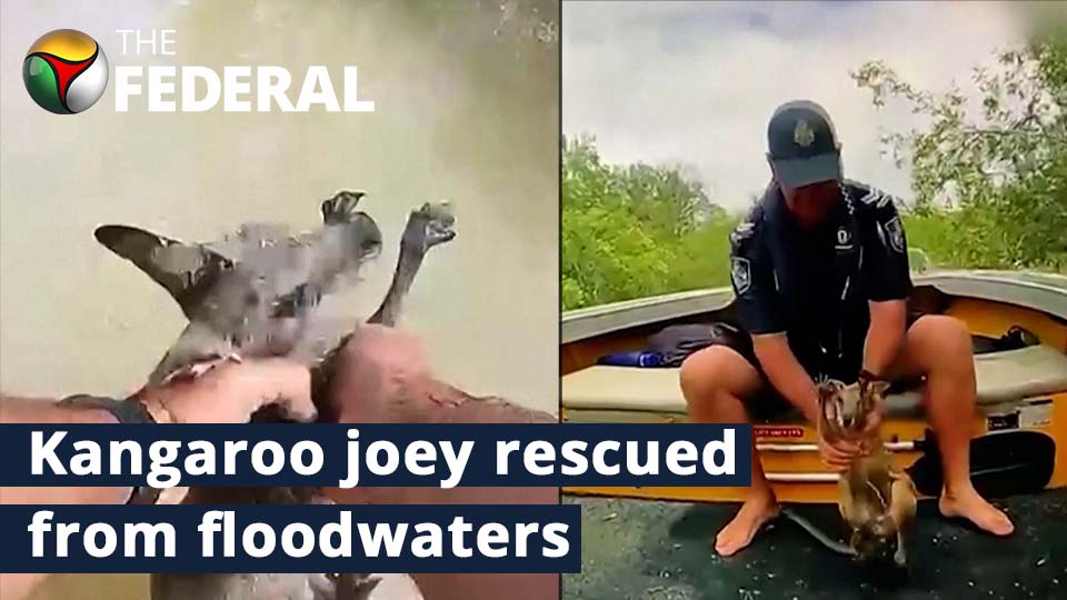Australia police rescue Kangaroo joey from floodwaters