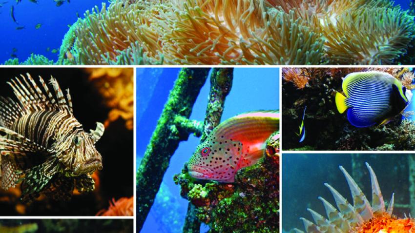 Marine Biodiversity treaty