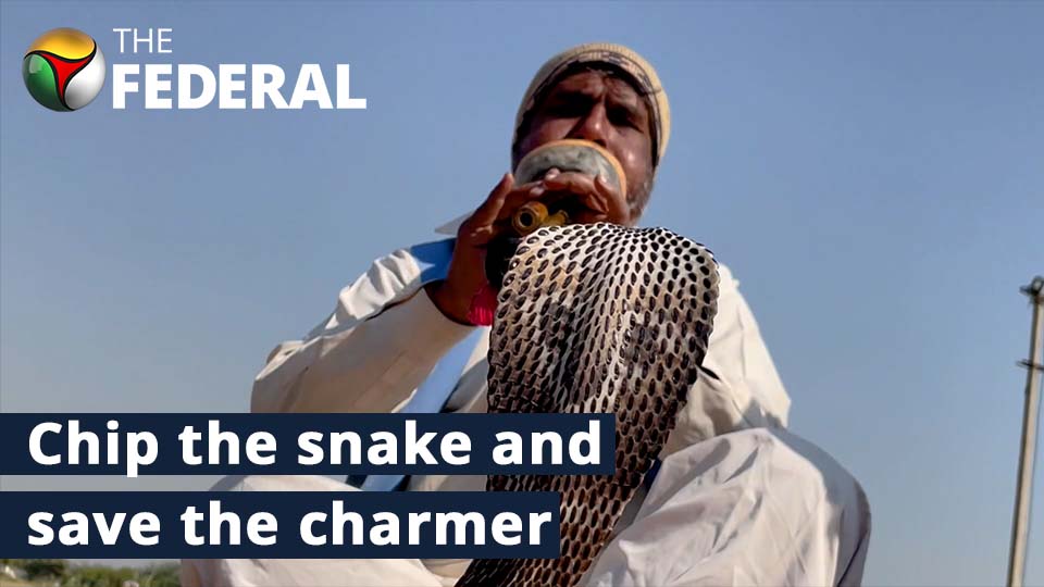 Chipping snakes to save snake-charmers from extinction
