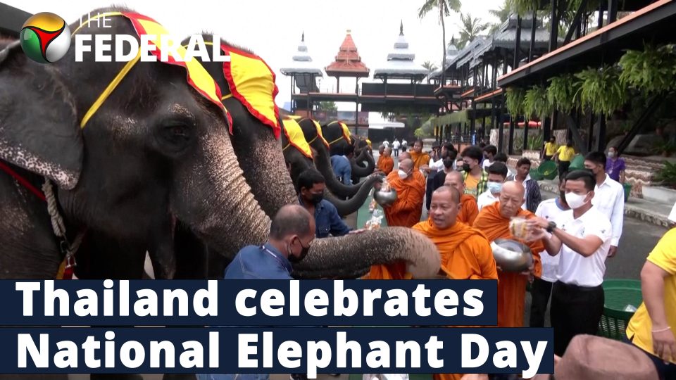 Elephants enjoy fruit buffet as Thailand marks National Elephant day