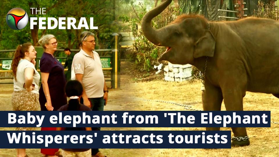 Tourists meet baby elephant from the Oscar winning documentary The Elephant Whisperers
