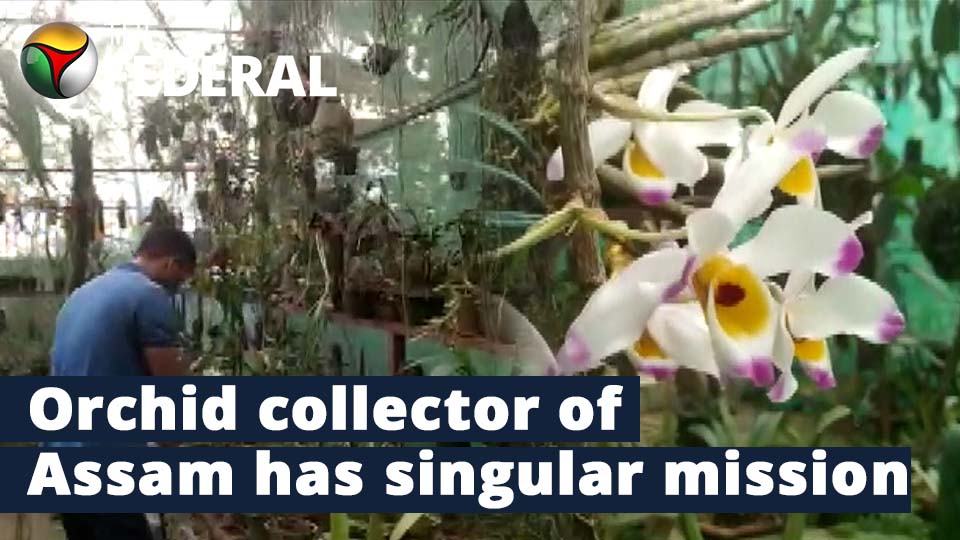 Ankur Raj Gogoi, Assam’s orchid man who has collected rare species from 27 countries