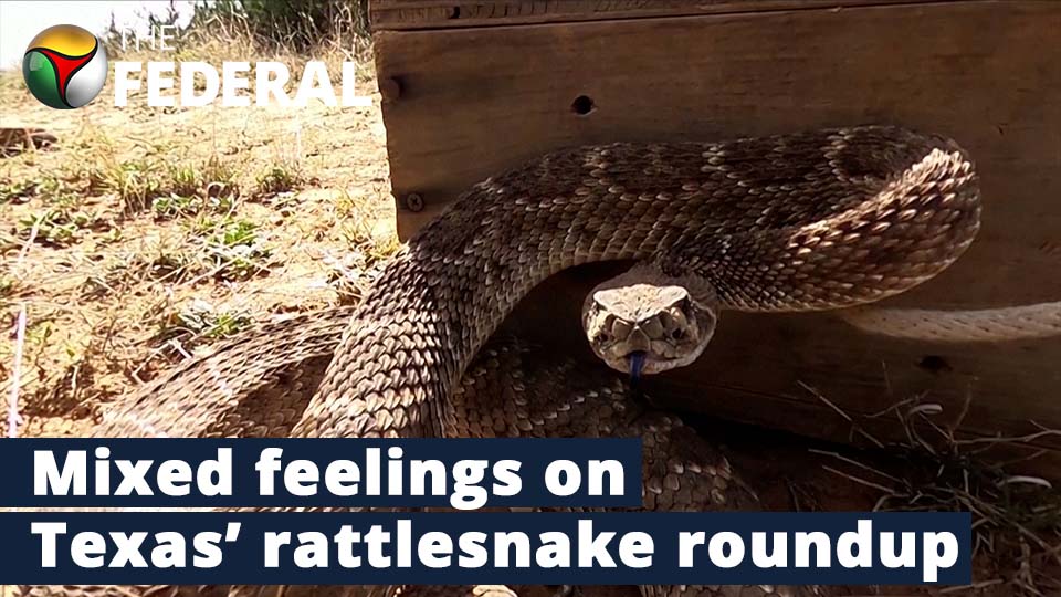 Rattlesnake roundup draws huge crowds, and critics, to small Texas town