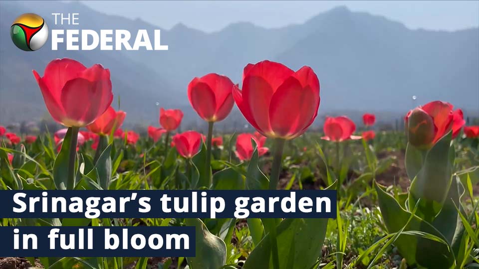Asias largest tulip garden ready to welcome visitors