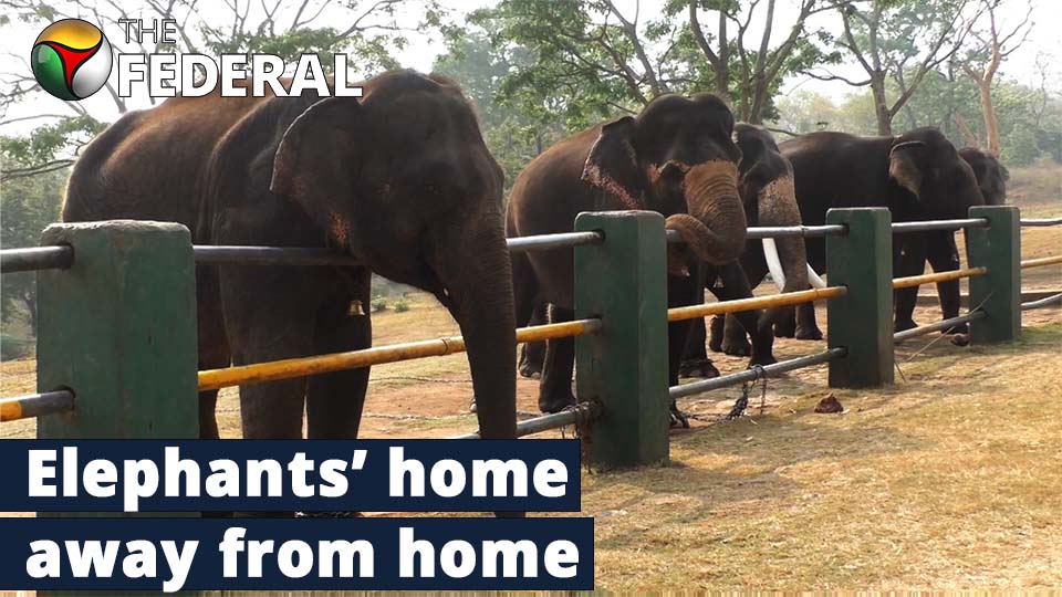 Theppakadu Elephant Camp: Home to rogue jumbos, orphaned calves