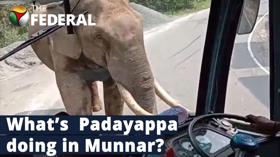 Munnar tourists have chilling encounter with Padayappa the tusker