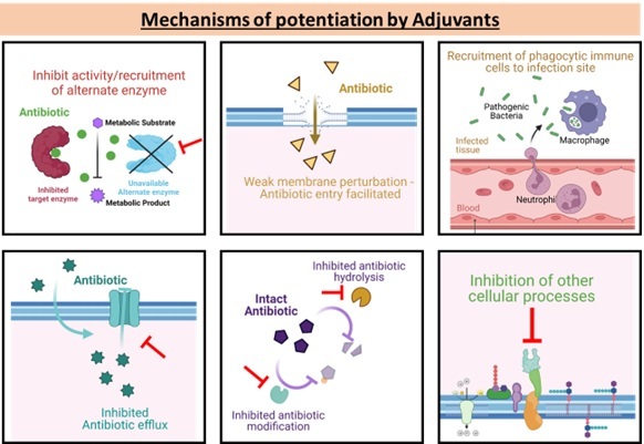 Adjuvant molecules can help fight antibiotic resistance: Study