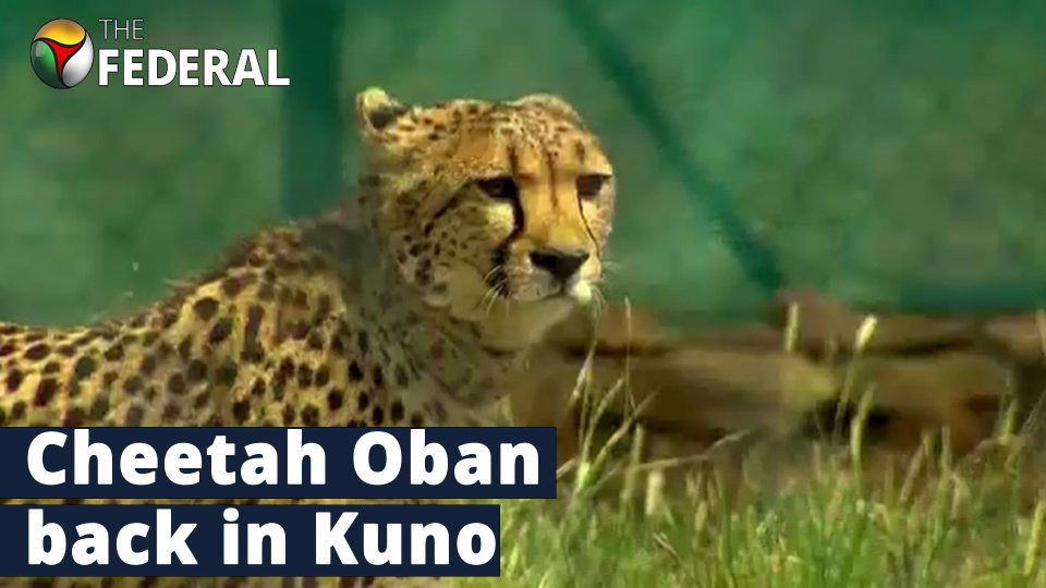 Escaped Namibian cheetah brought back to Kuno National Park