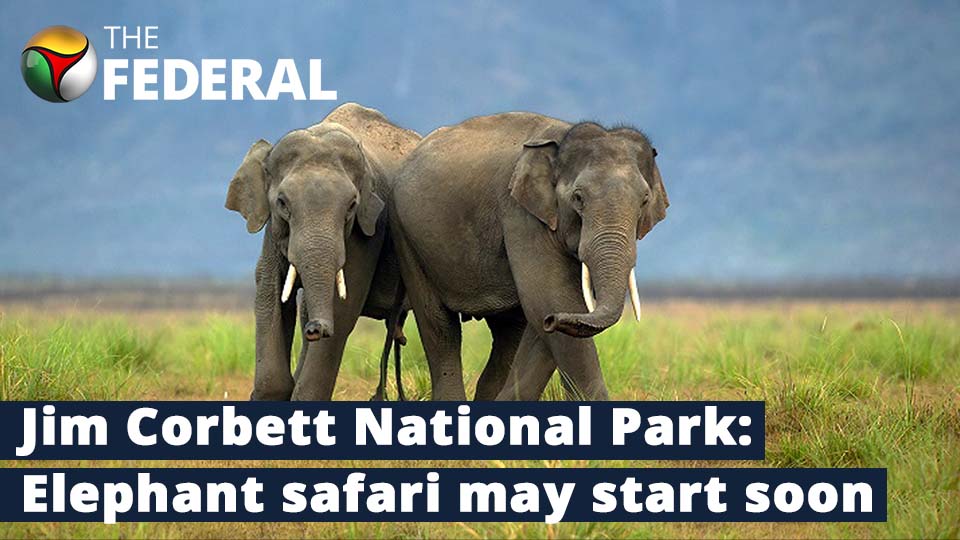 Elephant safari at Jim Corbett park; Heres all you need to know