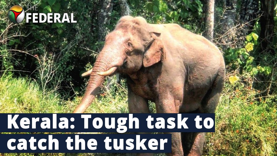 Why Kerala’s ‘rice-thief’ elephant Arikkomban is giving Idukki the chills