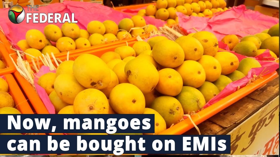 Pune offers Alphonso mangoes on EMIs; Heres how