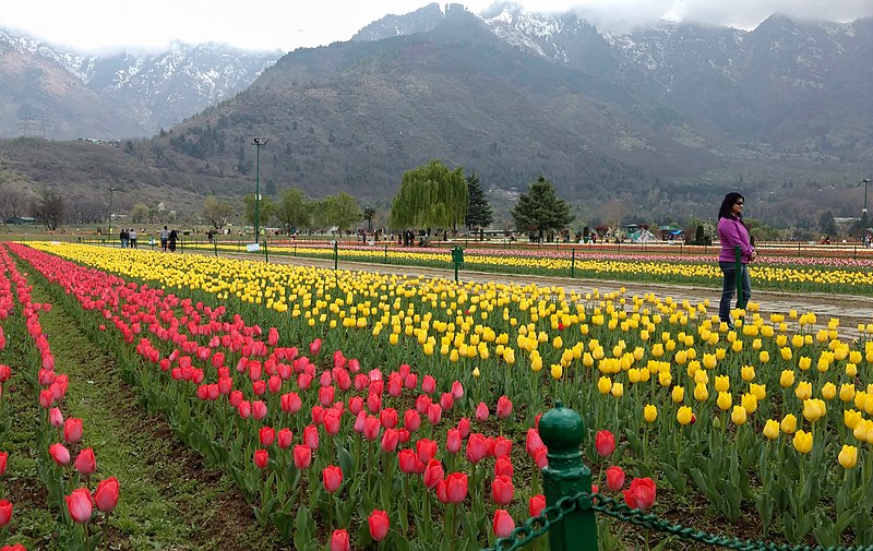 Over 1 lakh visit Srinagars tulip garden within 10 days of opening