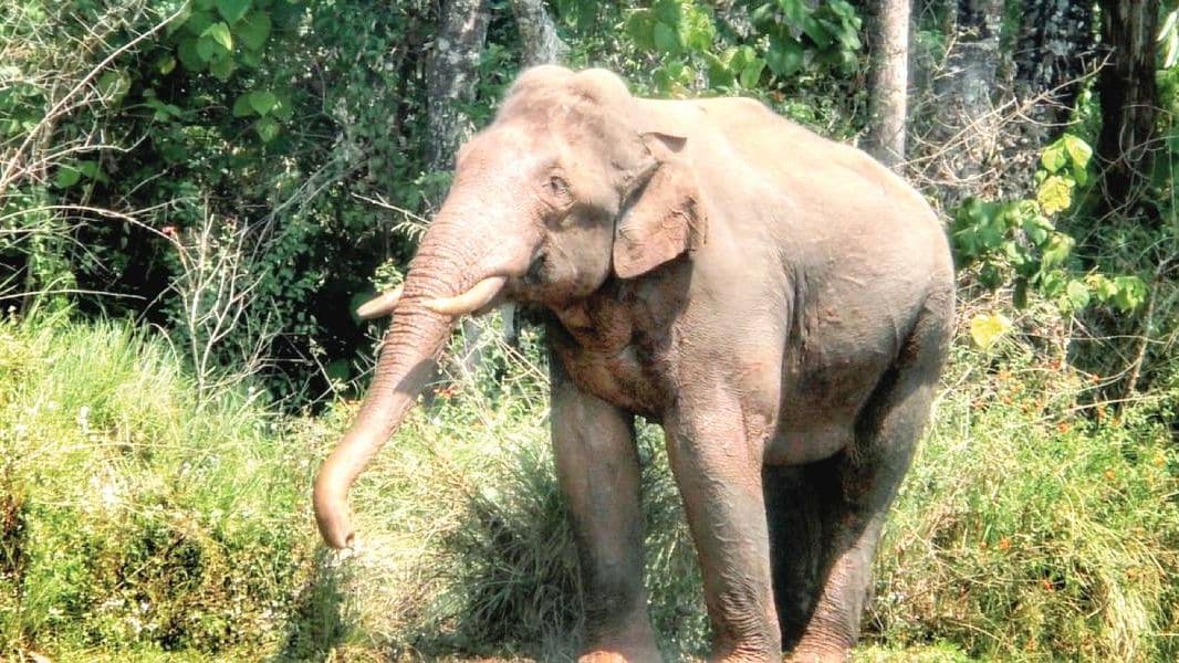 Rogue tusker Arikomban enters inhabited area in Keralas Kumily; officials drive it back to forest