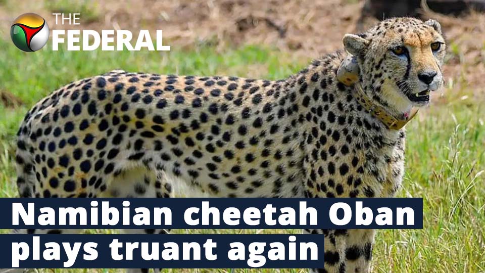 Namibian cheetah Oban bolts from Kuno National Park once again