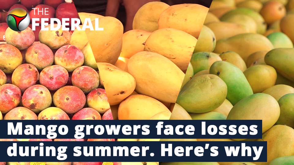 Unseasonal rain, heat wave affect mango growers in Odisha