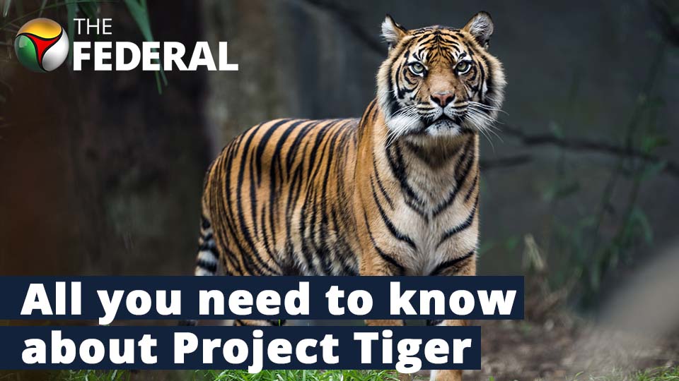 50 years of Project Tiger: A Roaring Success