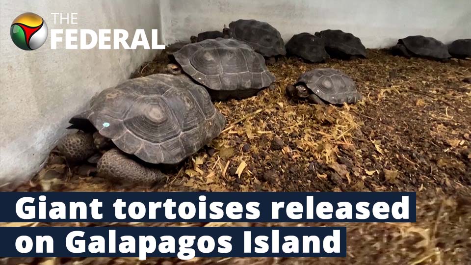 Captive-bred giant tortoises released on Galapagos Island