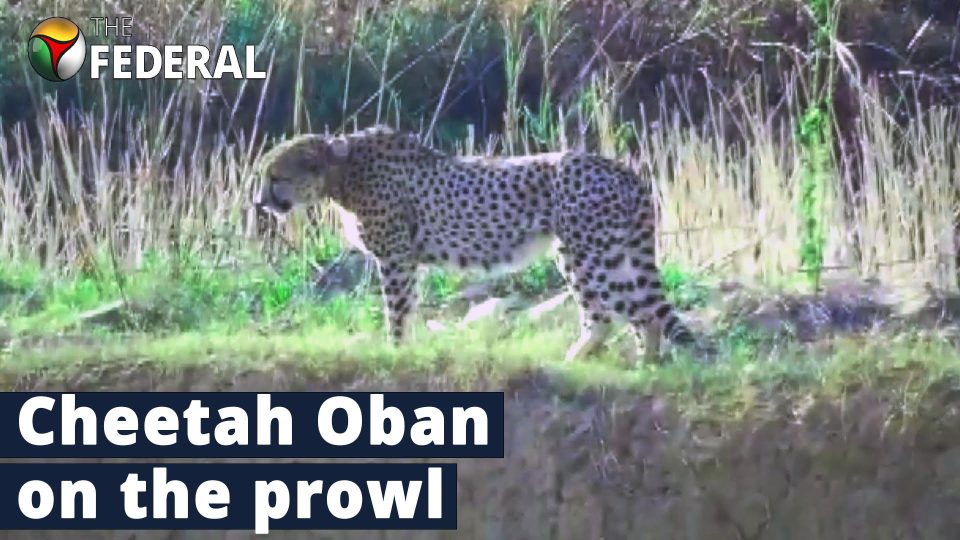 Namibian cheetah Oban continues to roam outside Kuno National Park, causing panic in MP village