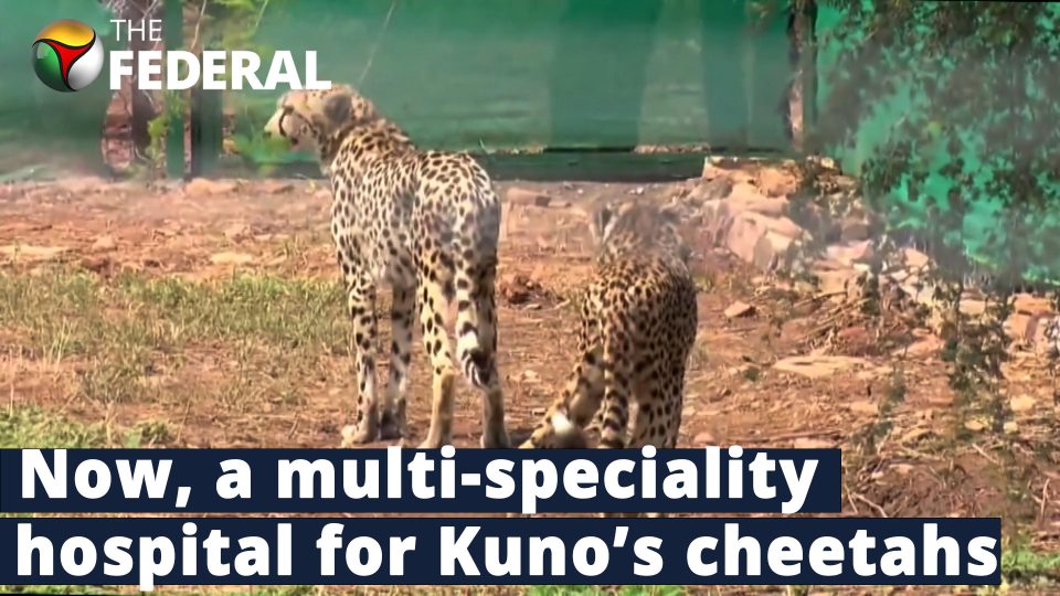Multi-speciality hospital for cheetahs