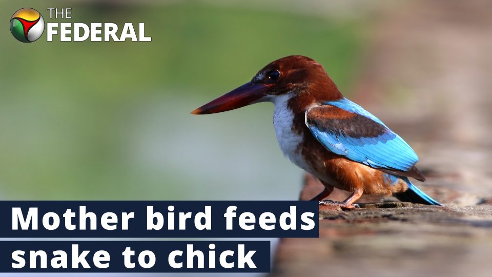 Video of white-breasted kingfisher feeding snake to its chick