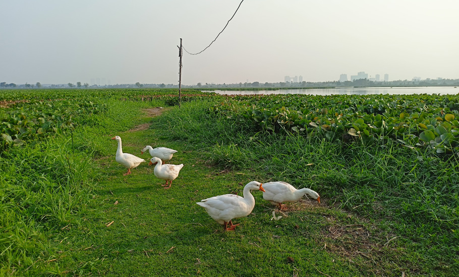 The Kolkata wetlands trail: The beauty and neglect a solo traveller ...