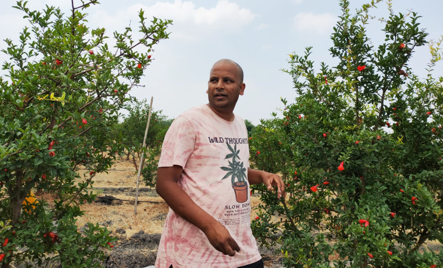 How Dr Pomegranate is saving crops and crop growers in Andhra Pradesh