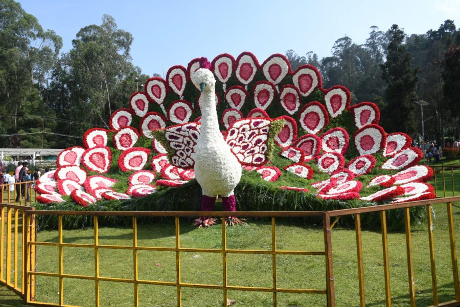 Ooty's fiveday annual flower show kicks off with captivating blooms