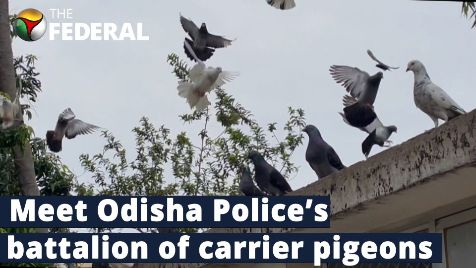 Odisha Police keep tradition of carrier pigeons alive