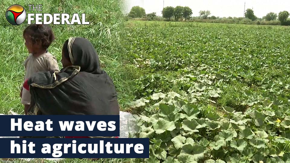 Heat waves affect agriculture in India