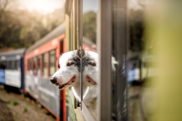 Pet owners, train travel with pets, new proposal ministry of railways