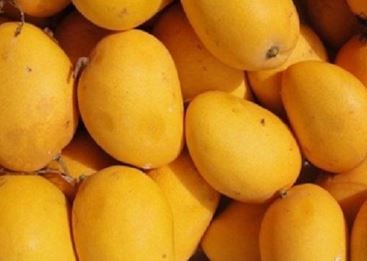 mangoes, online delivery,postal service, Karnataka State Mango Development & Marketing Corporation